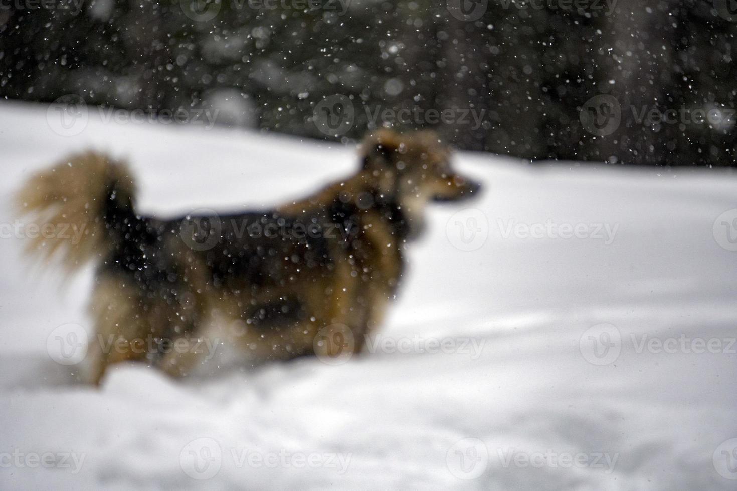 retrato de cachorro no fundo da neve foto