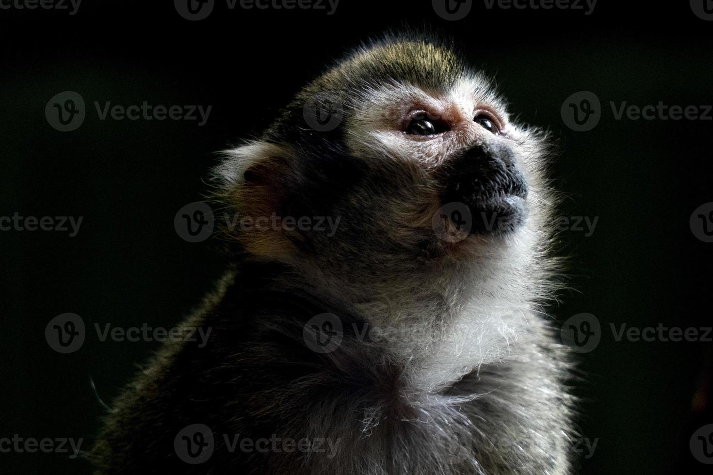 retrato de macaco de esquilo comum foto