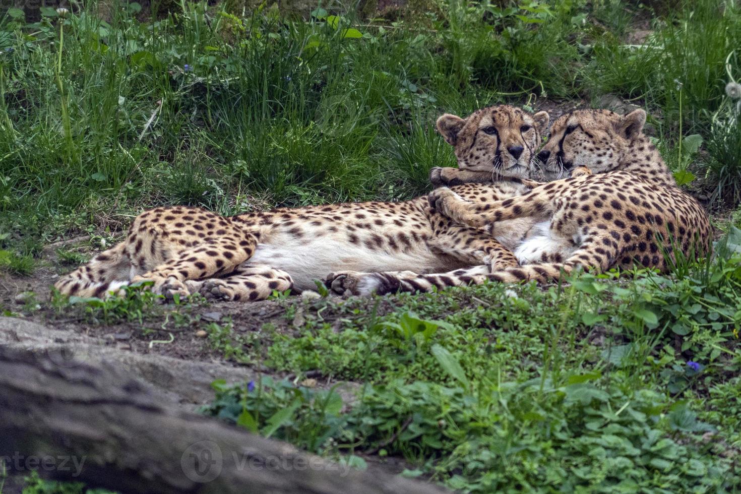 retrato de casal leopardo chita enquanto se abraçava foto