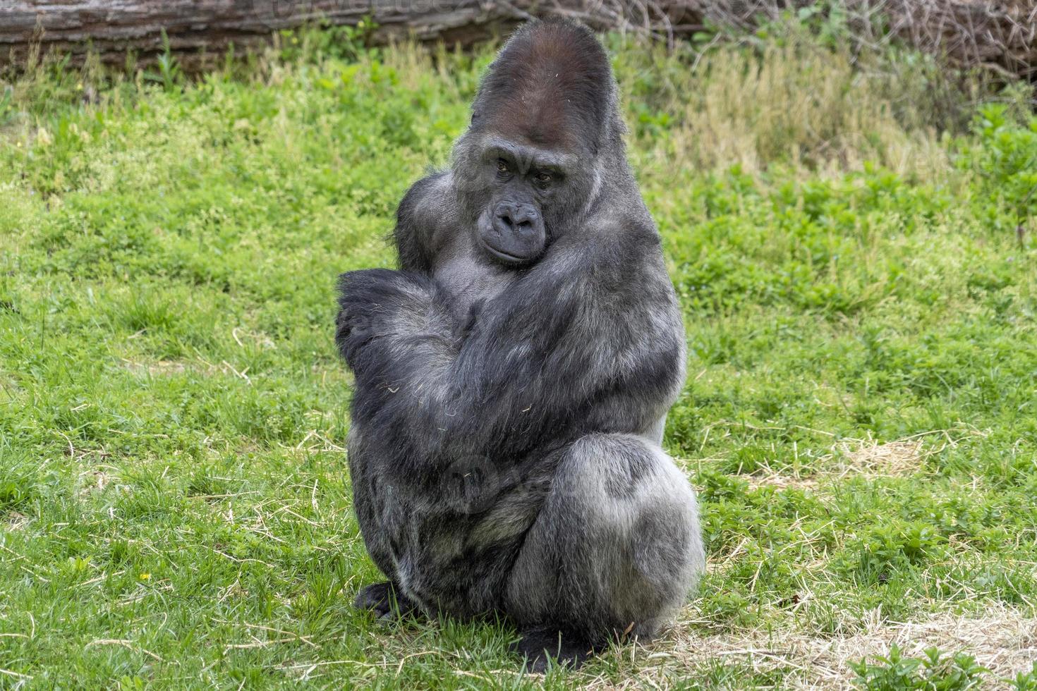 retrato de macaco gorila preto de costas prateadas foto