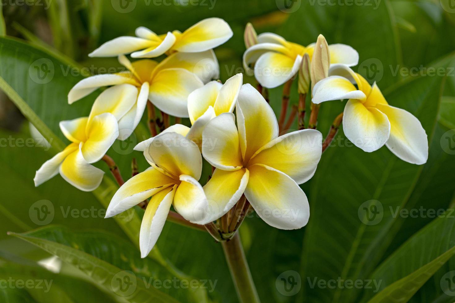 flor de frangipani isolada em fundo verde foto