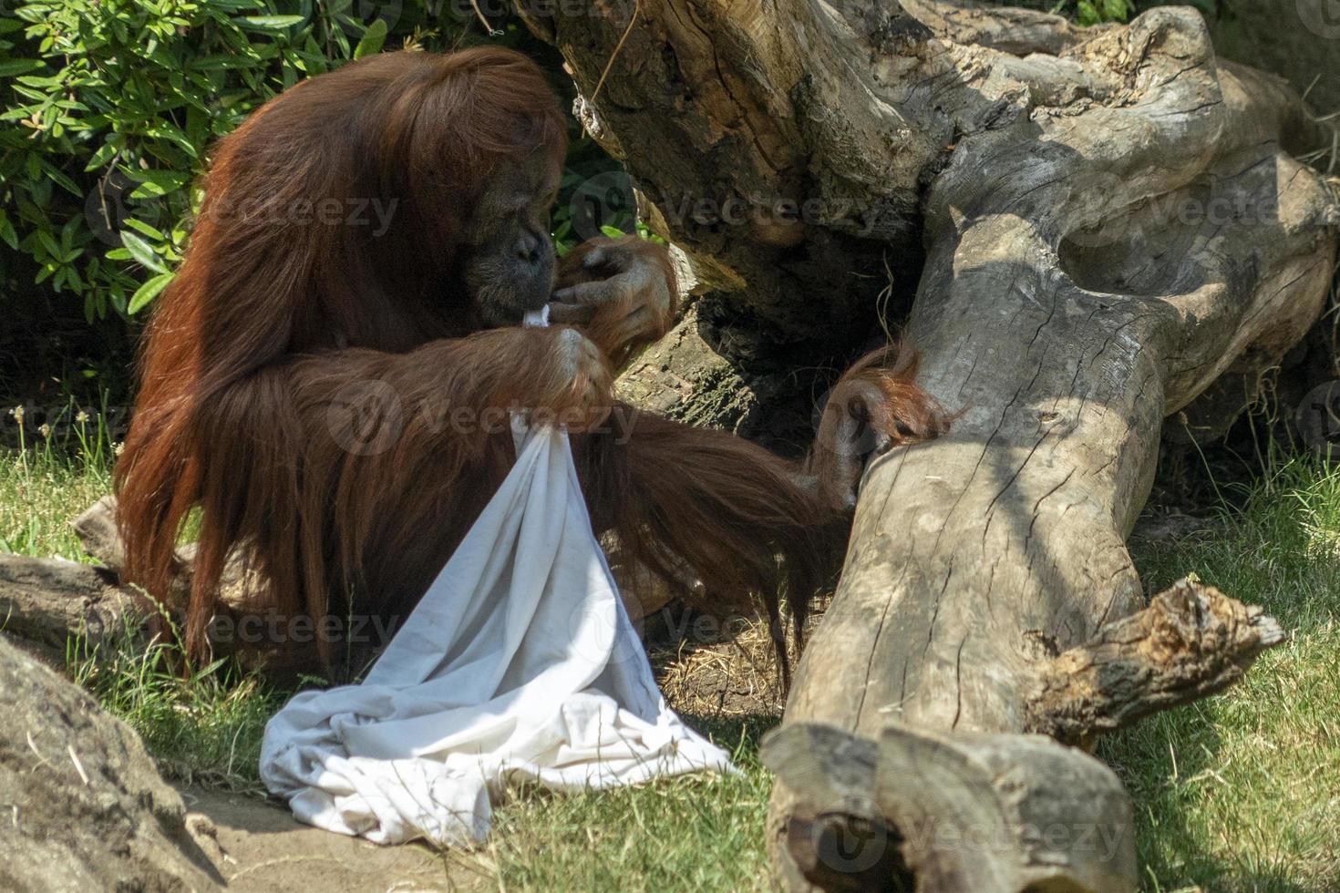 zoológico macaco macaco orangotango jogando fantasma com lençol foto