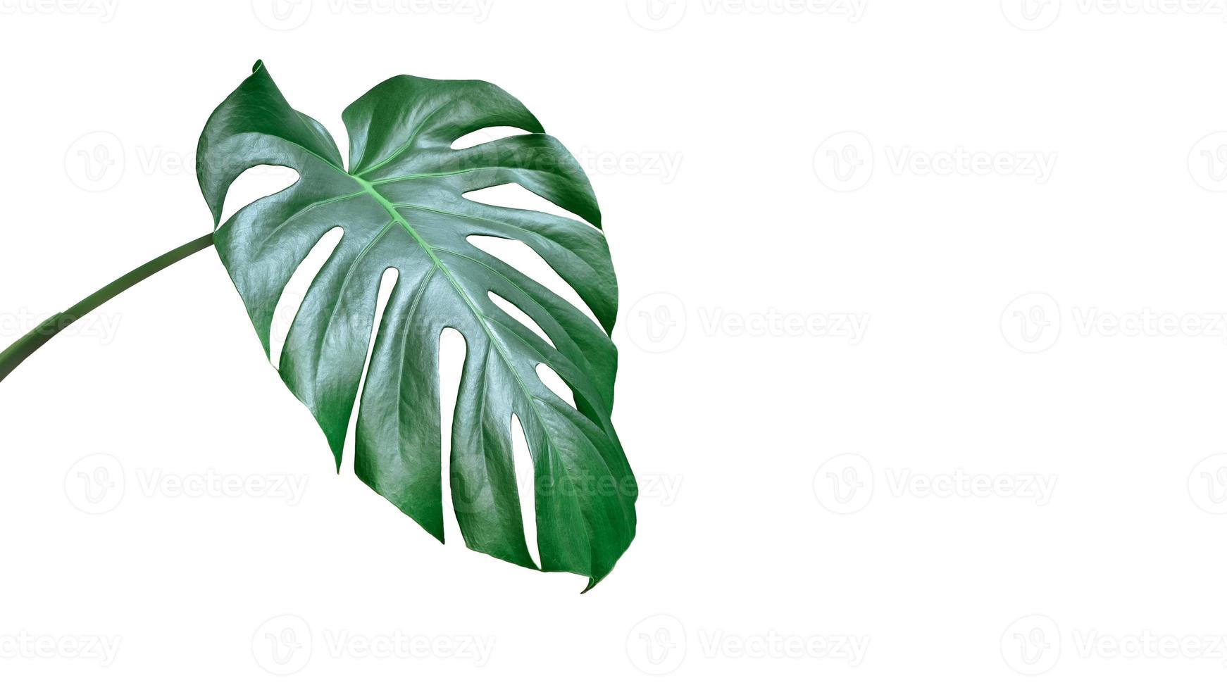 folha de monstera lateral verde brilhante isolada no fundo branco foto