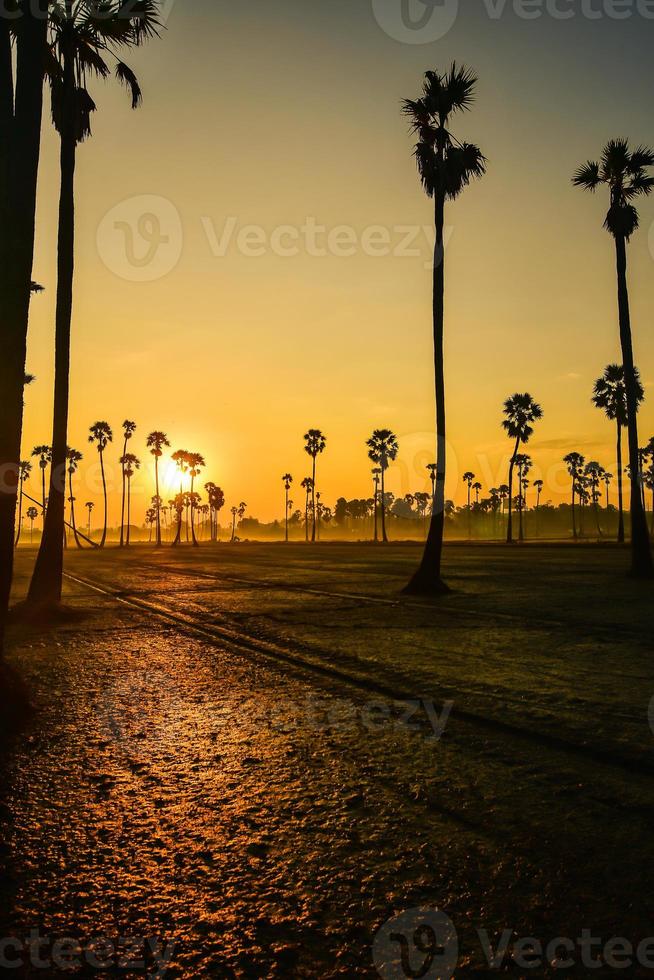 paisagem da palmeira de açúcar durante o nascer do sol crepuscular na província de pathumthani, tailândia foto