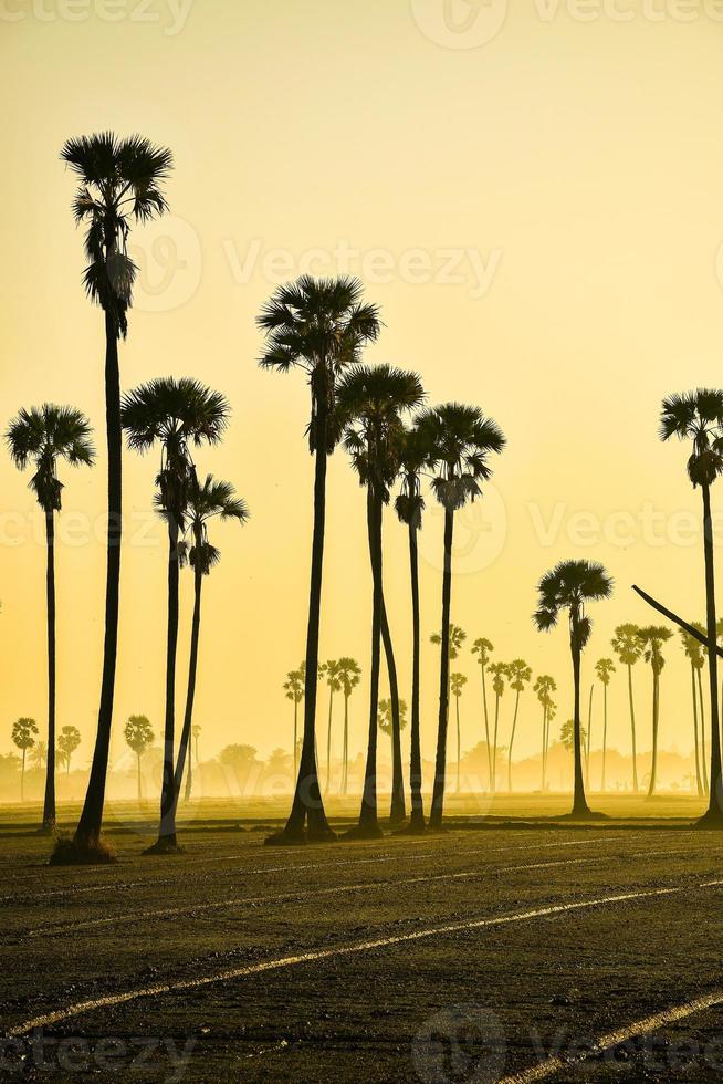 paisagem da palmeira de açúcar durante o nascer do sol crepuscular na província de pathumthani, tailândia foto