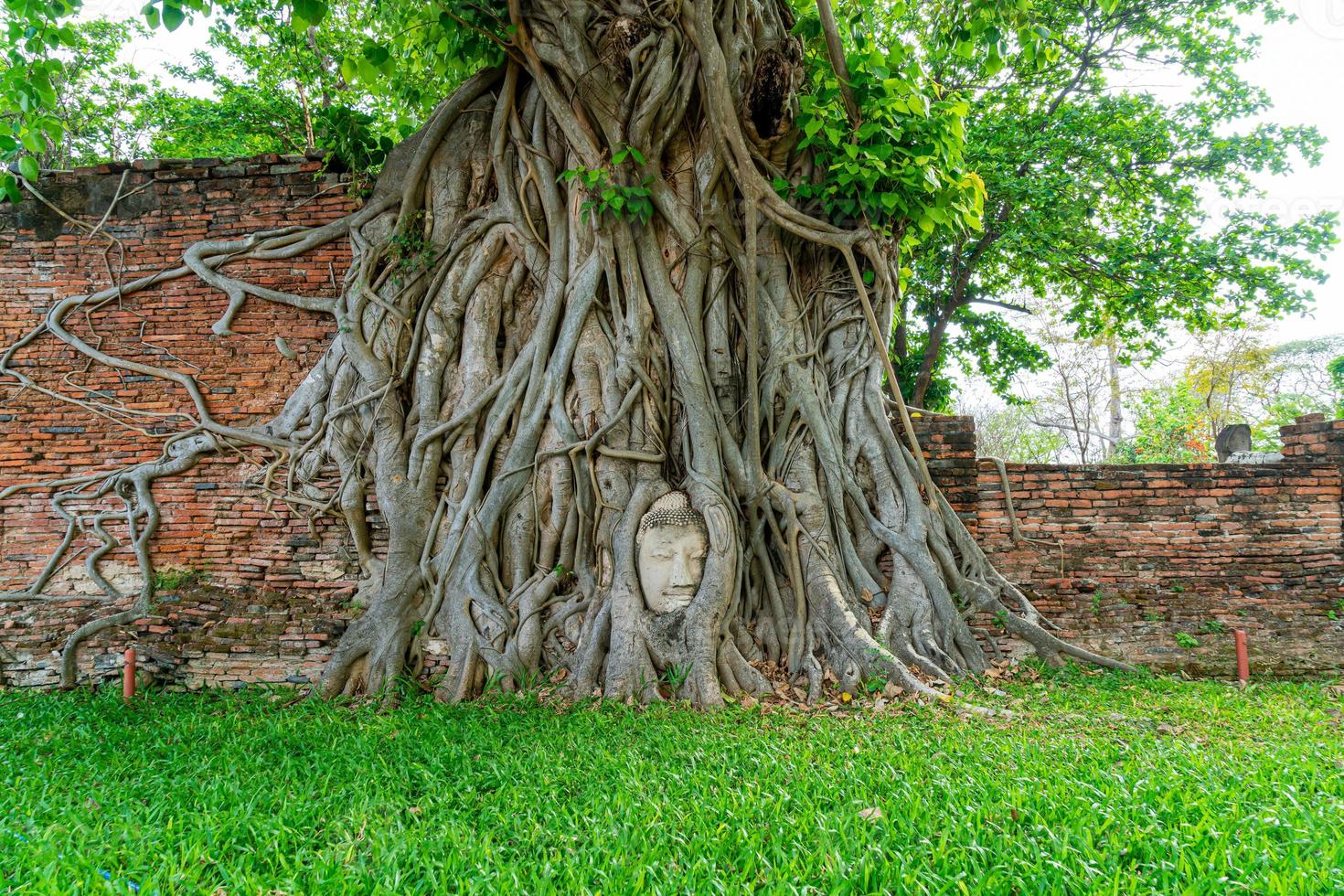 estátua de cabeça de buda com raízes de árvores bodhi presas em wat mahathat foto