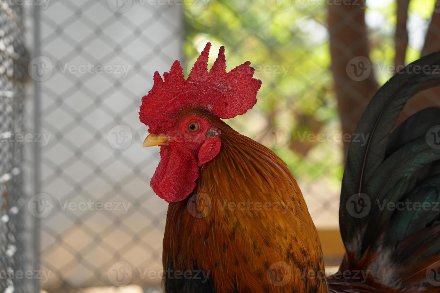 galinha bonita e colorida com penas coloridas. foto