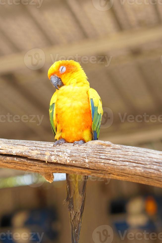 papagaios coloridos no parque foto