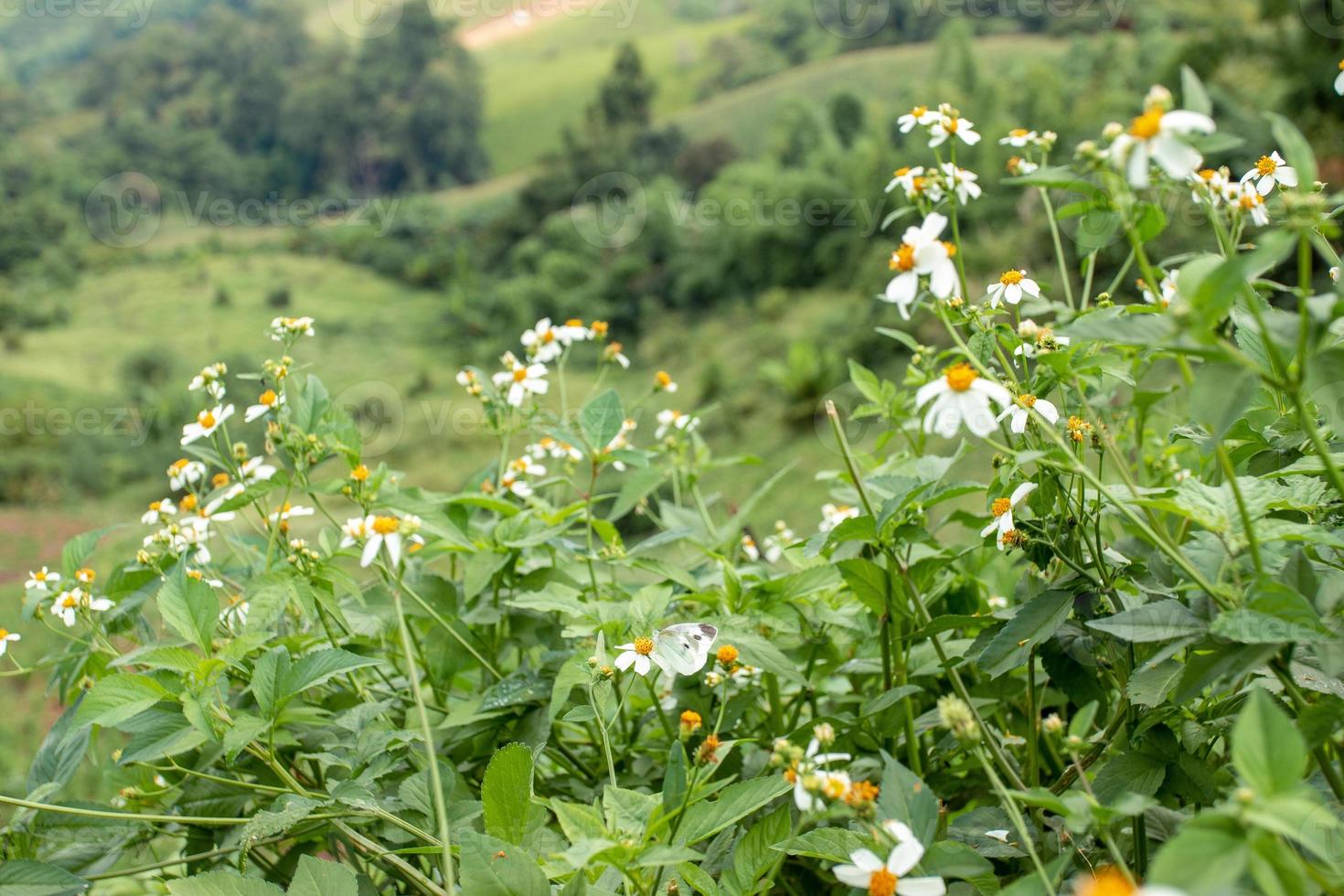 pequenas flores brancas no vasto vale foto