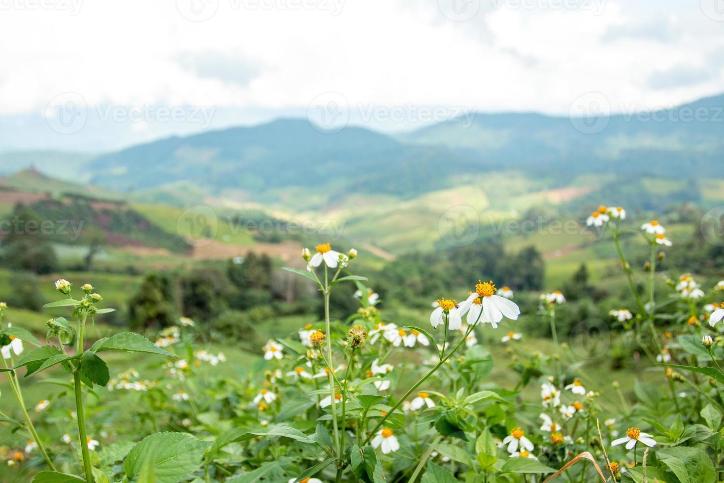 pequenas flores brancas no vasto vale foto