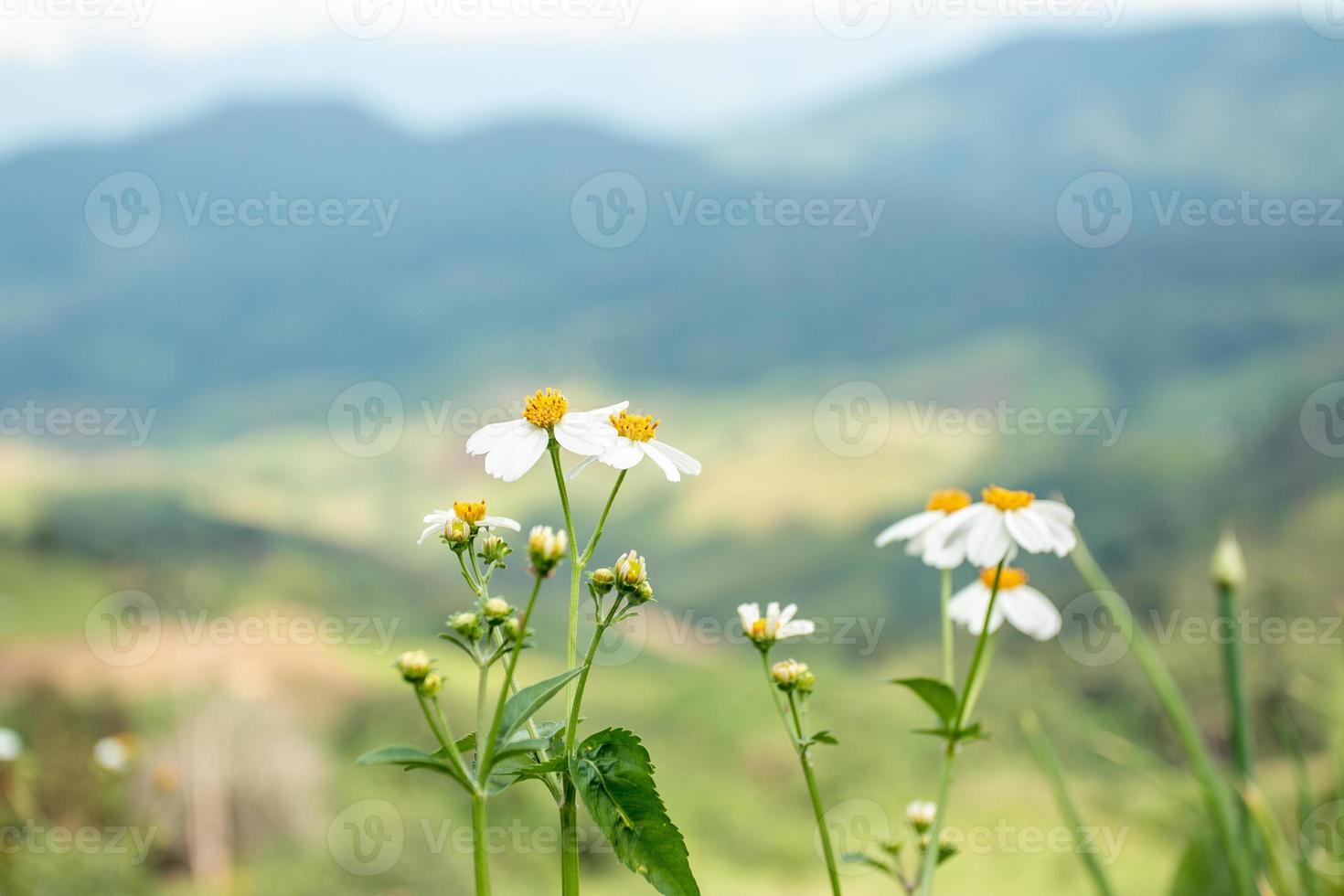 pequenas flores brancas no vasto vale foto