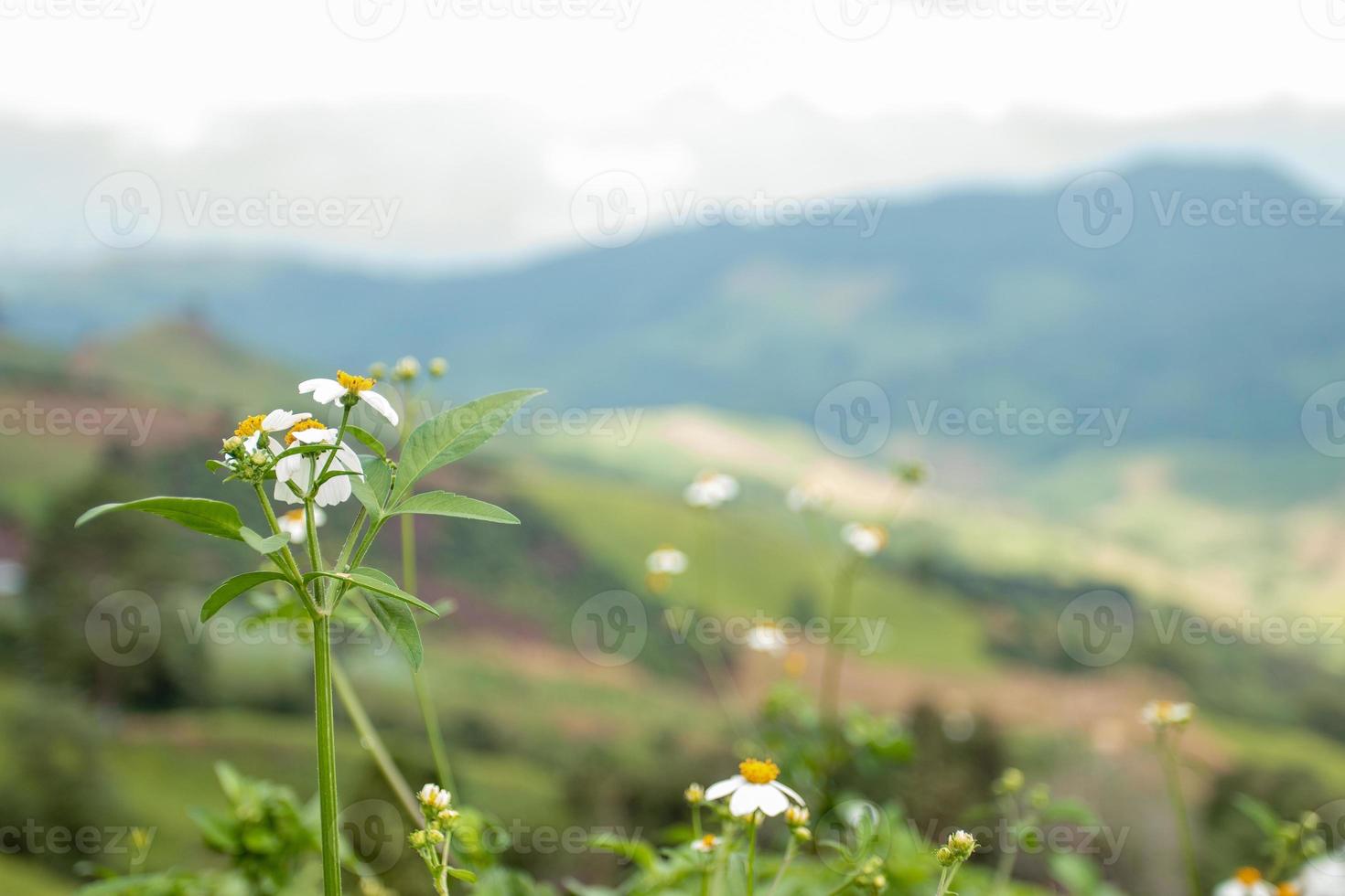 pequenas flores brancas no vasto vale foto