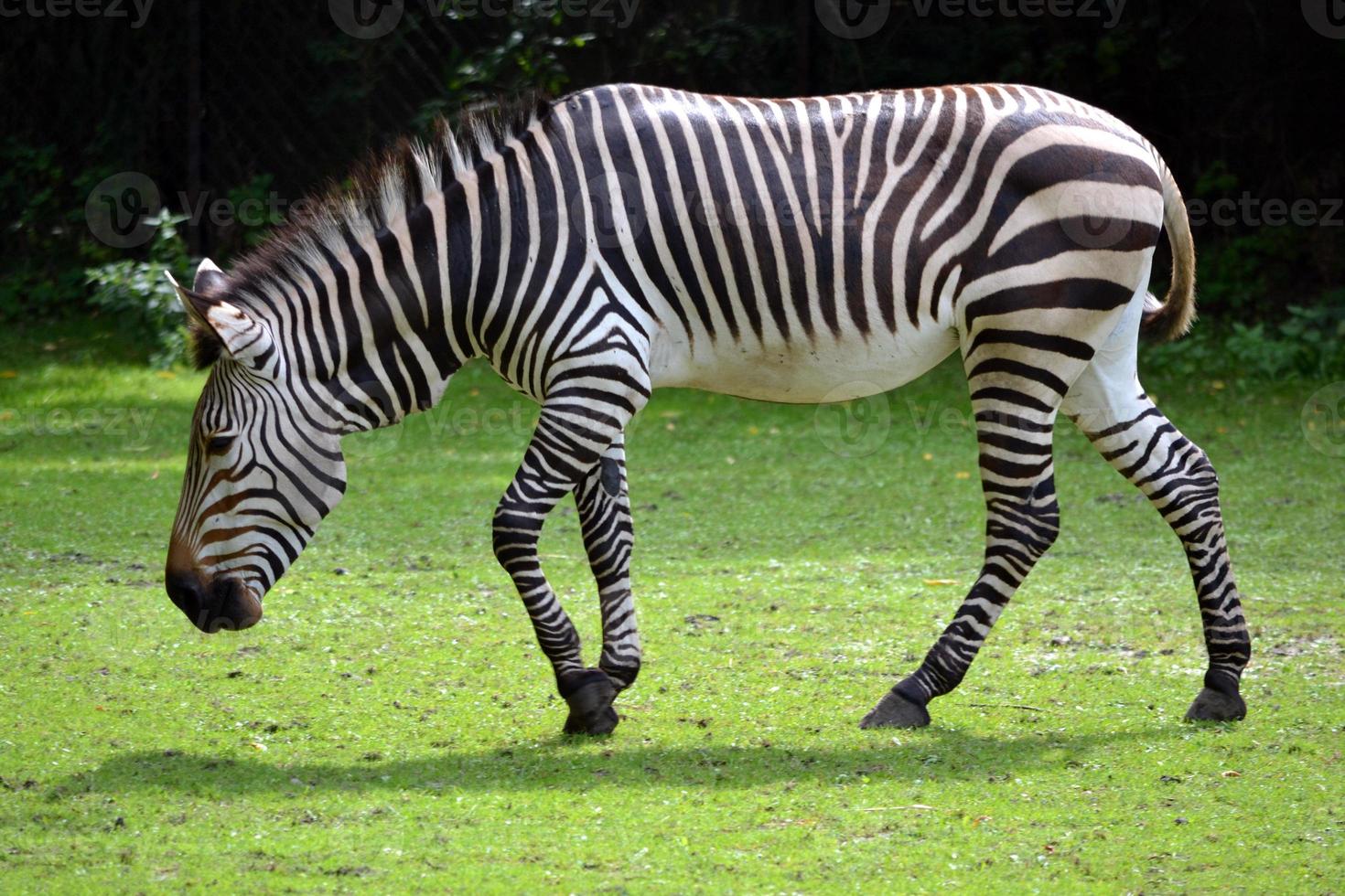 zebra ambulante, grama, verão foto