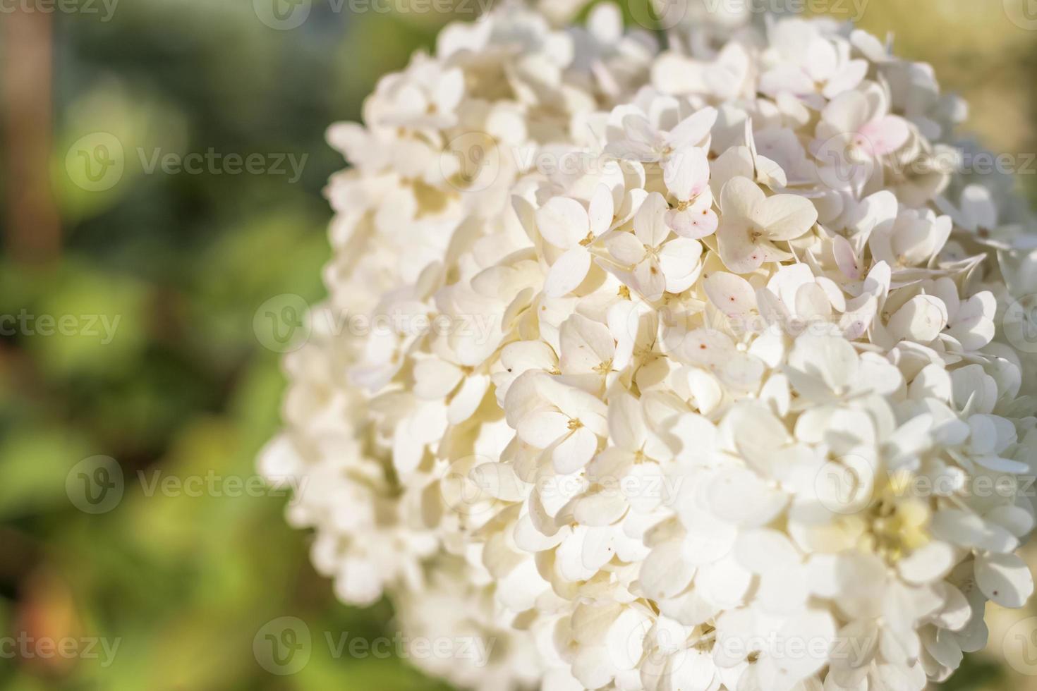 hortênsia no jardim em um canteiro sob o céu aberto. exuberante e deliciosa inflorescência enorme de hortênsias brancas e rosa no jardim foto