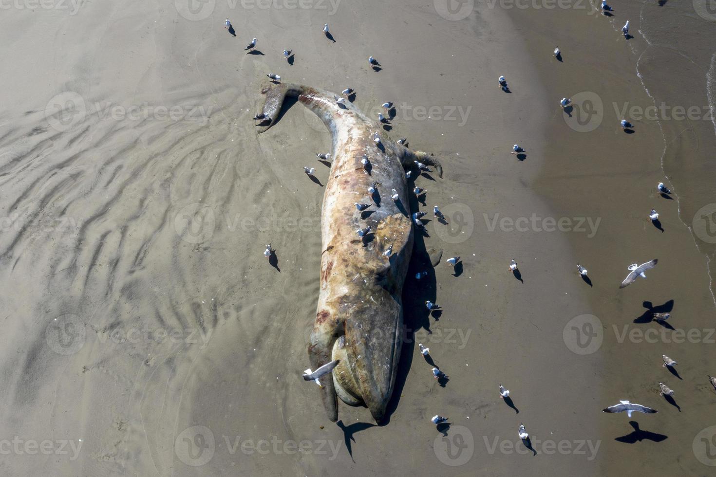 baleia cinzenta morta na praia foto