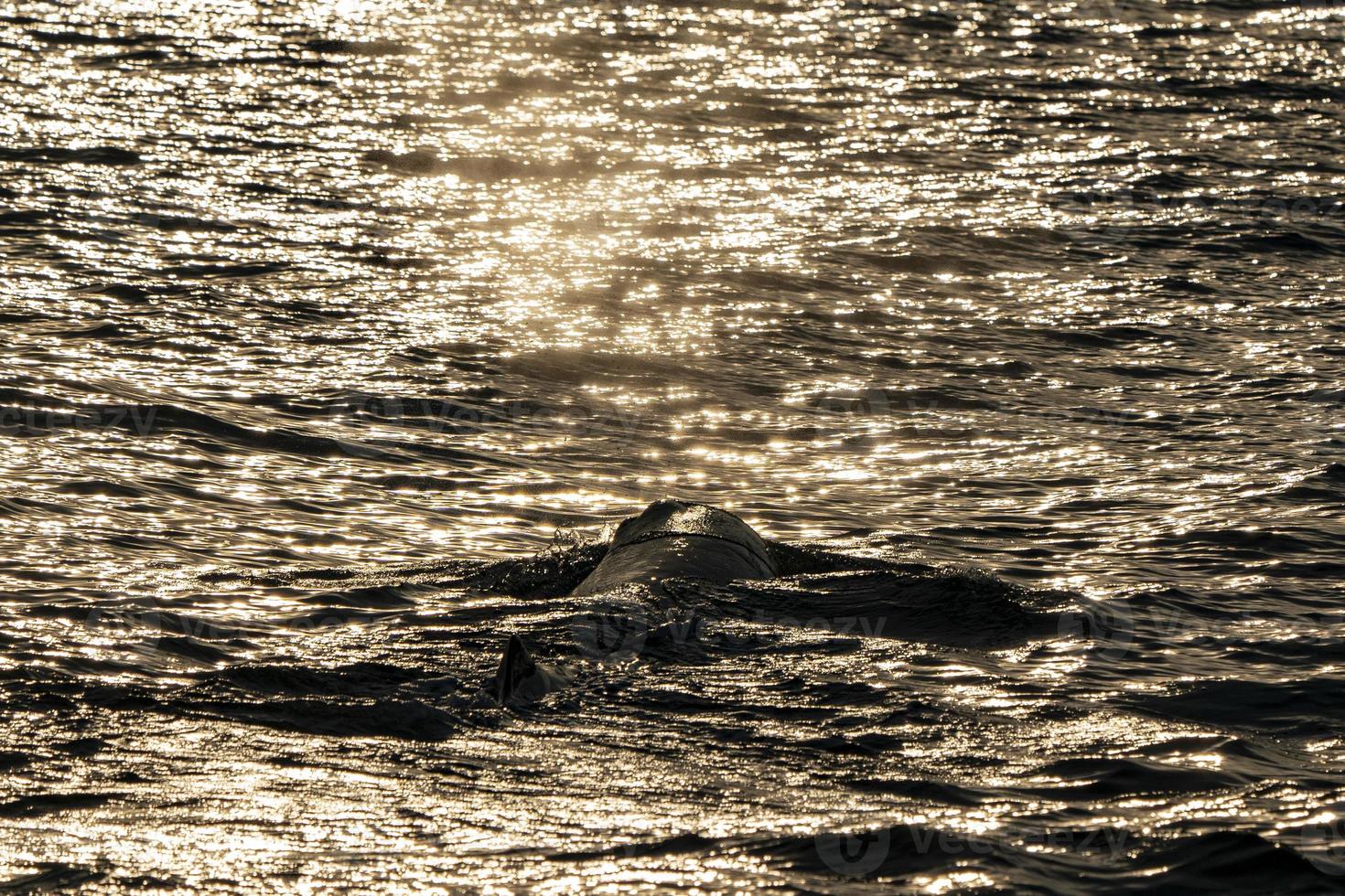 cabeça de cachalote ao pôr do sol foto