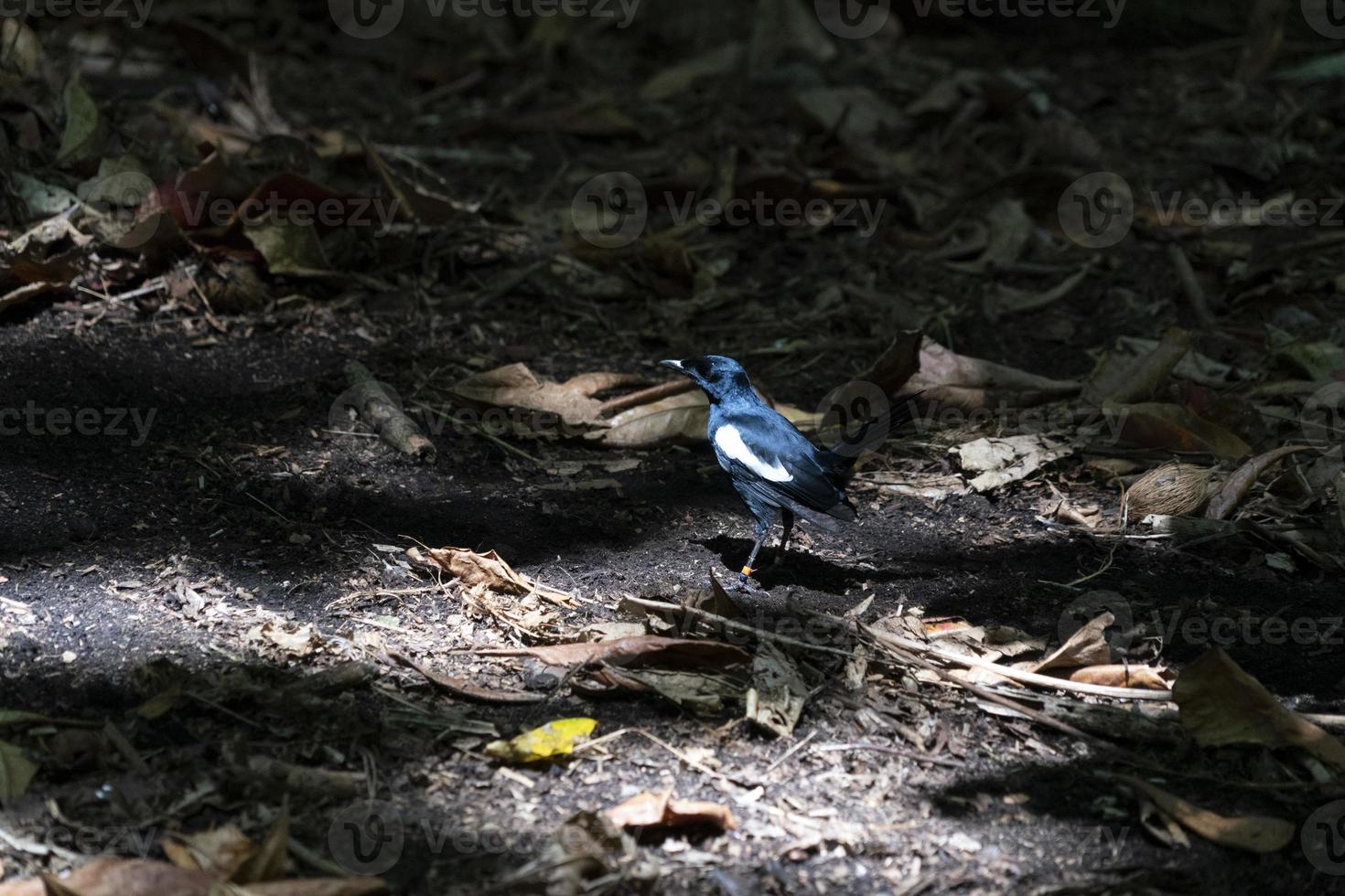 pega endêmica pássaro robin primo ilha seychelles foto