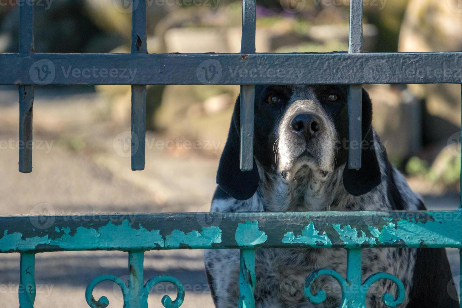 retrato de cachorro enjaulado olhando para você foto