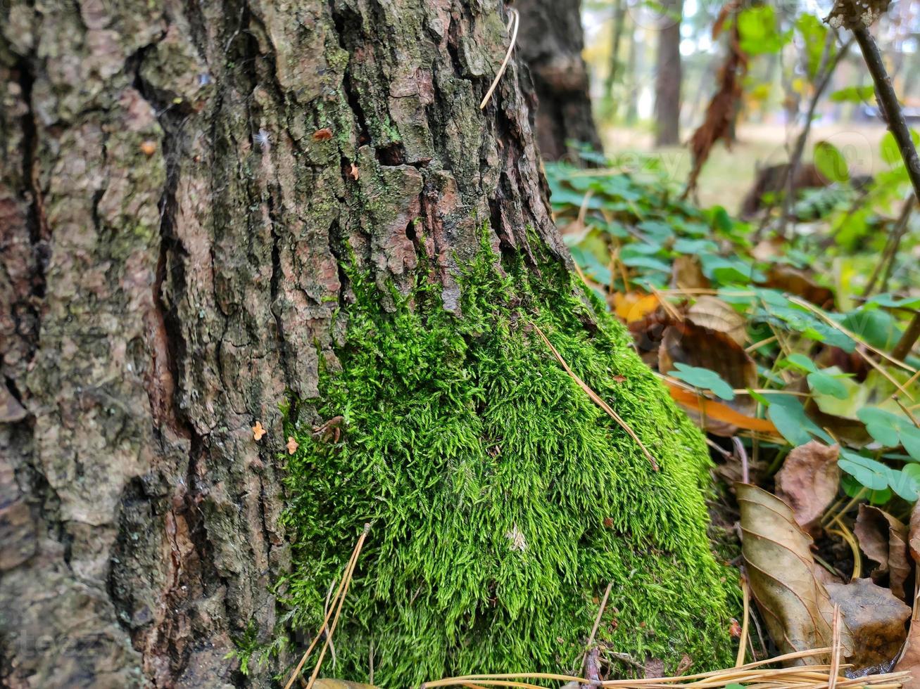 o tronco de uma árvore, coberto de musgo verde foto