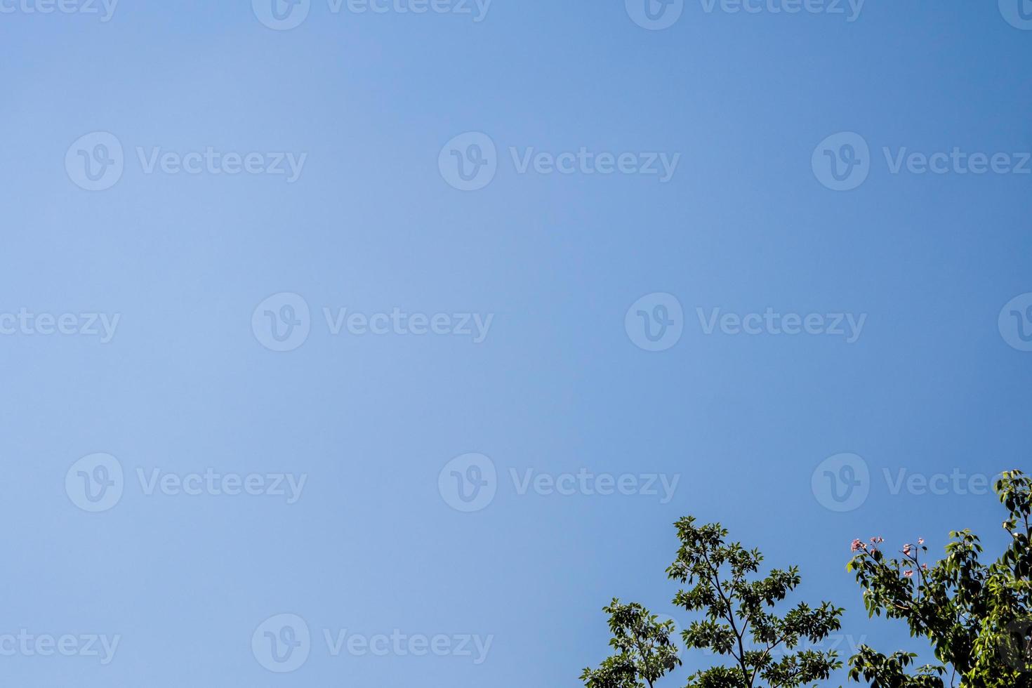 copa das árvores e o céu azul claro foto