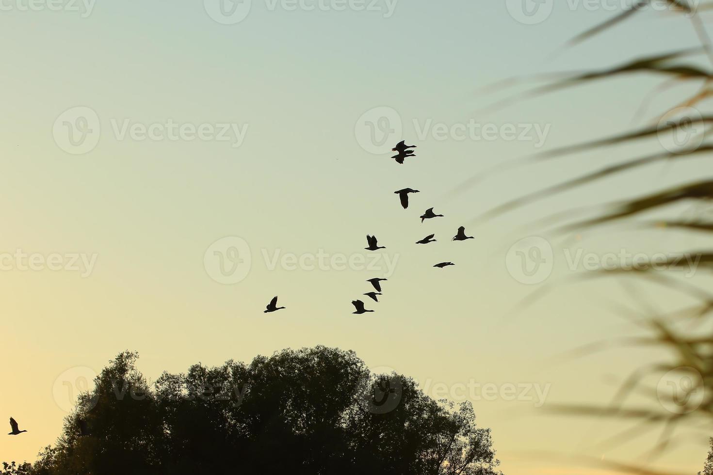 bando de gansos selvagens silhueta em um céu pôr do sol foto