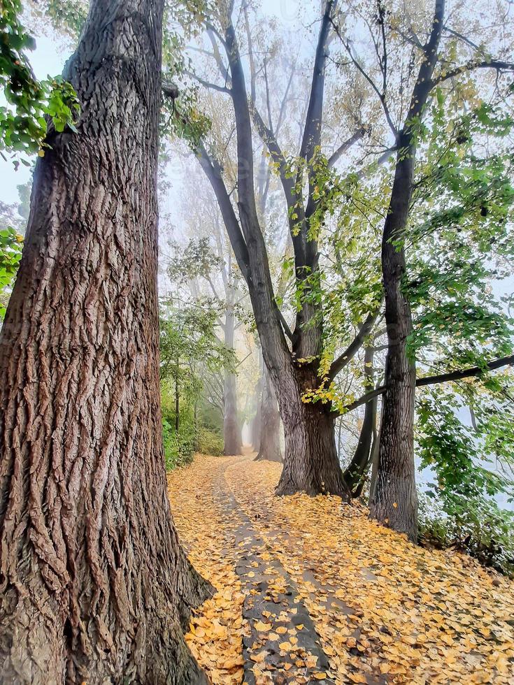 paisagem de outono perto do rio danúbio, cidade de regensburg, europa. caminhando pela floresta em um dia nublado. foto