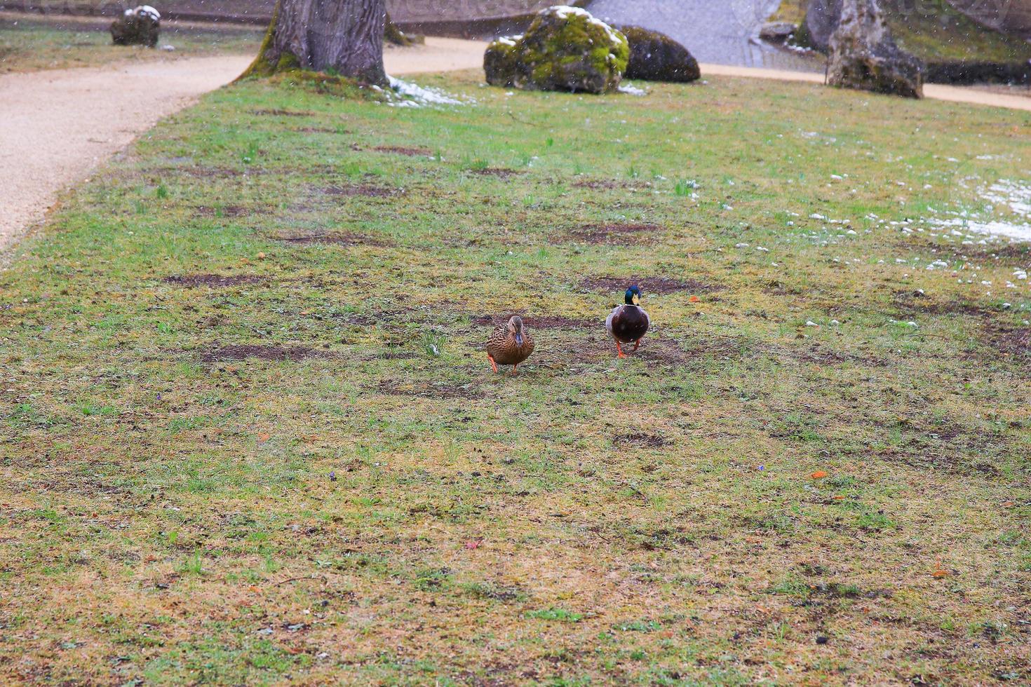 casal de patos descansando na grama no parque público foto