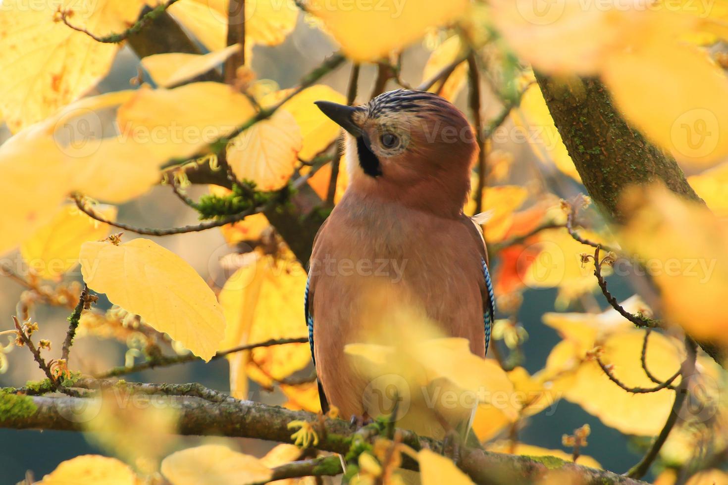 garrulus glandarius. pássaro em cores de outono. a natureza selvagem da alemanha. outono bonito e colorido. foto