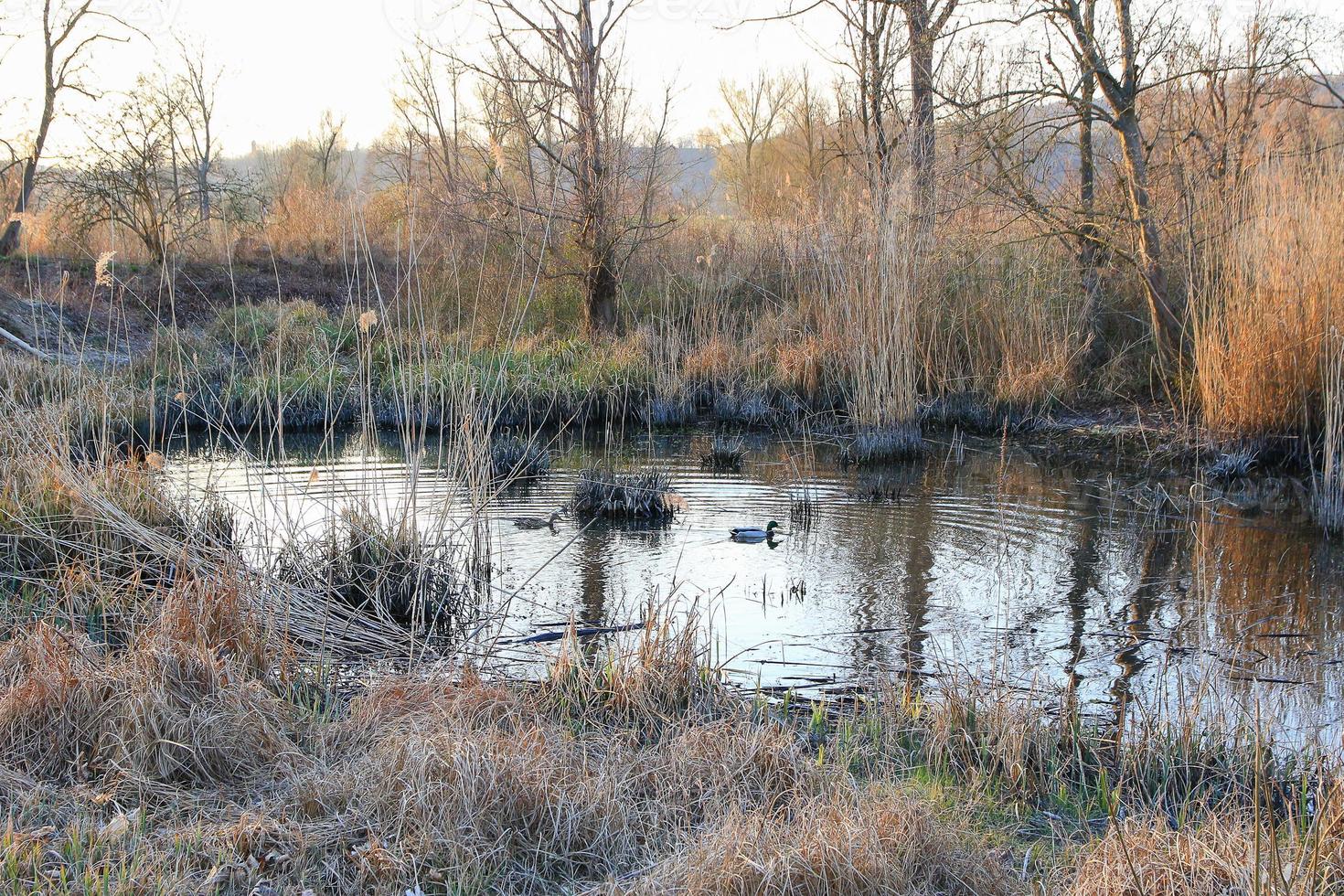 par de patos selvagens na água em um pântano no inverno foto