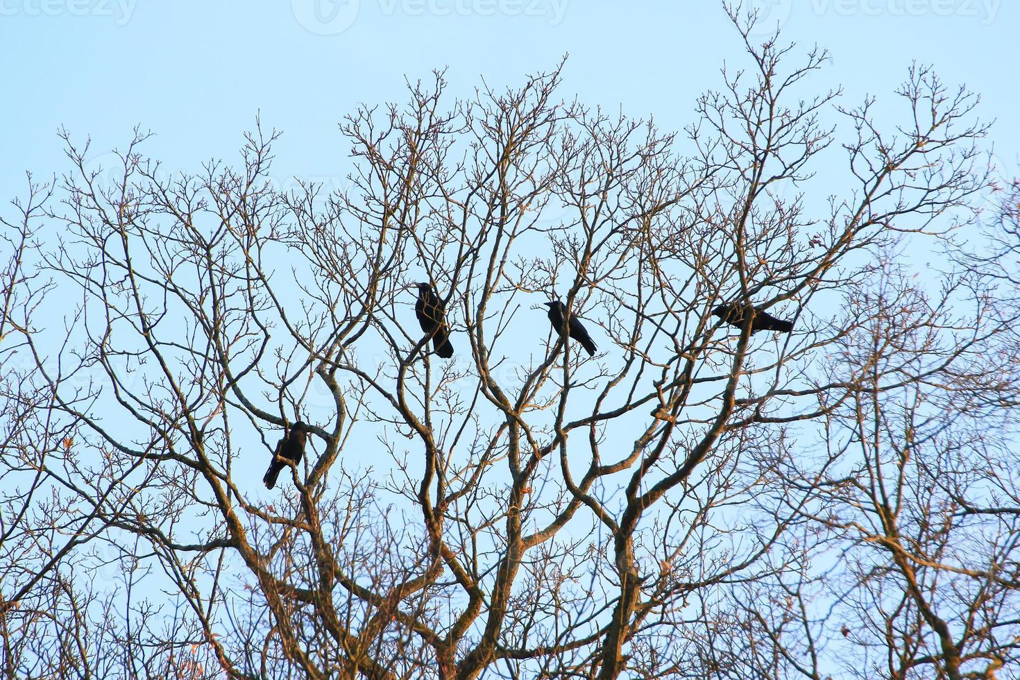 grupo de corvos sentado em uma árvore foto