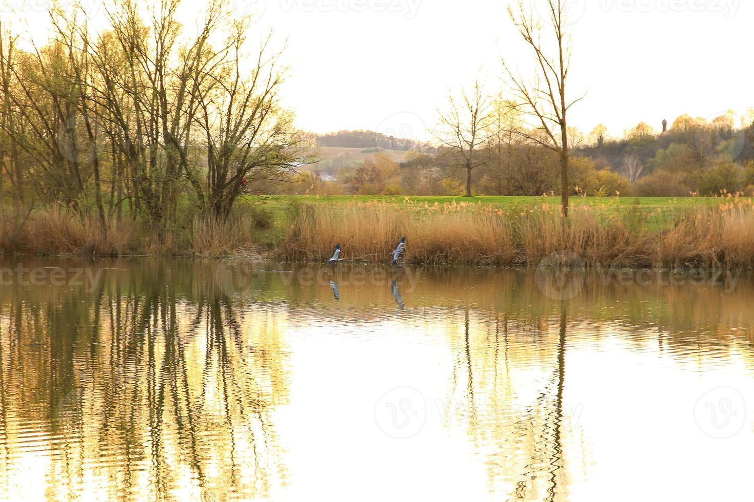 um par de garça cinza voando sobre a água ao pôr do sol foto