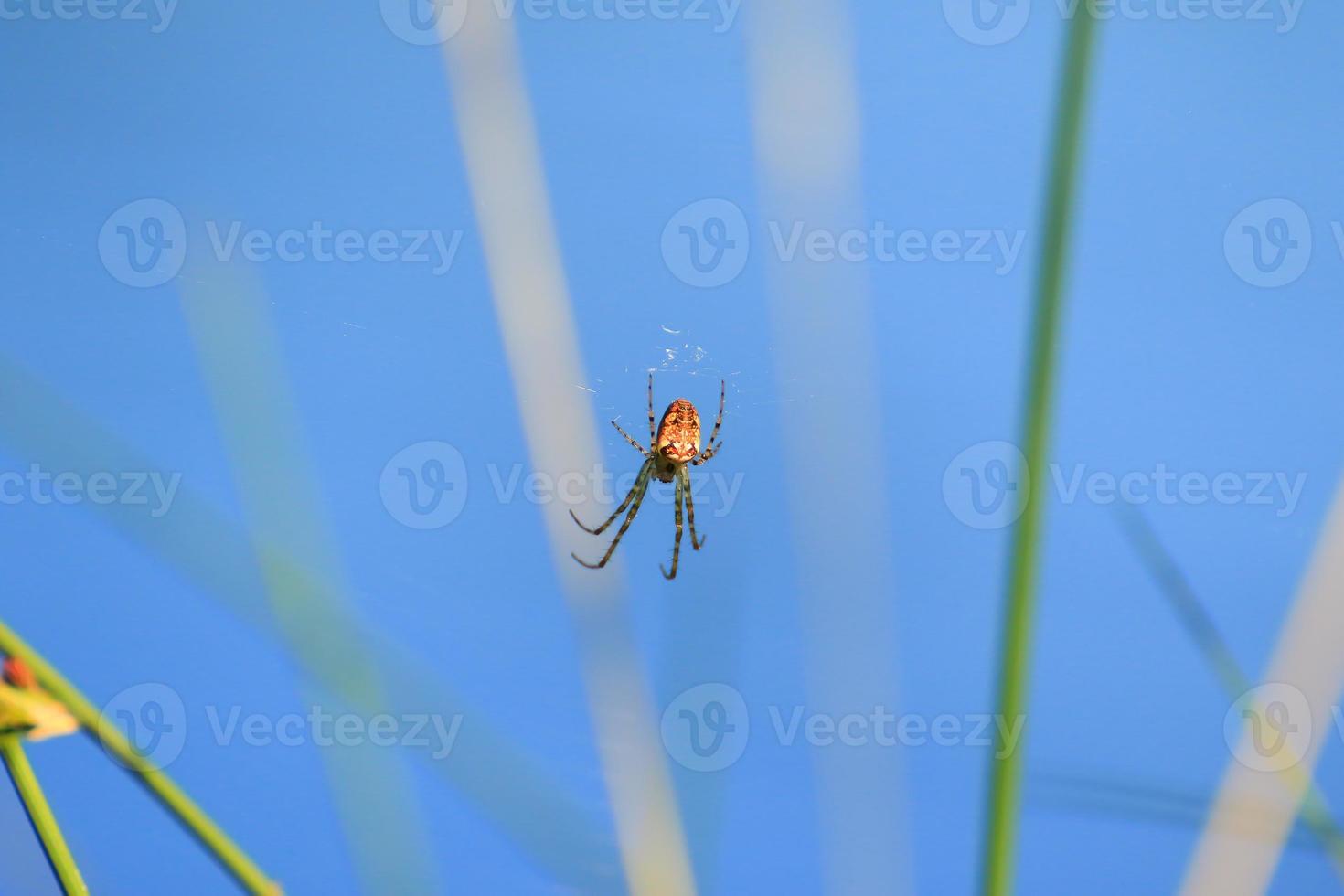 silhueta de aranha na grama sobre fundo azul foto