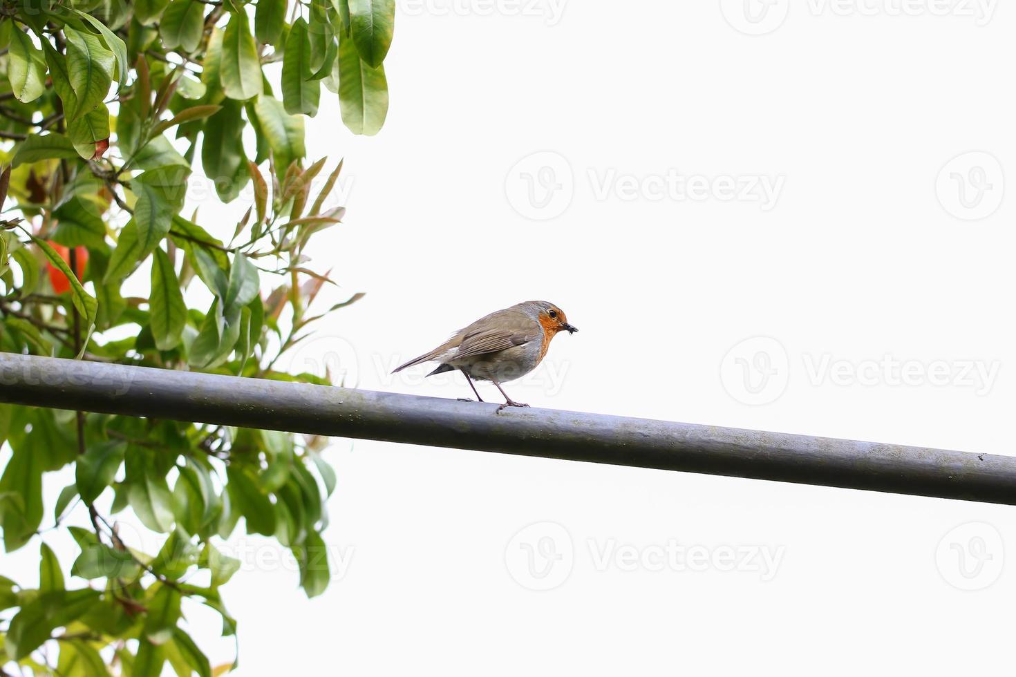 pássaro robin sentado em um bar meatal no parque foto