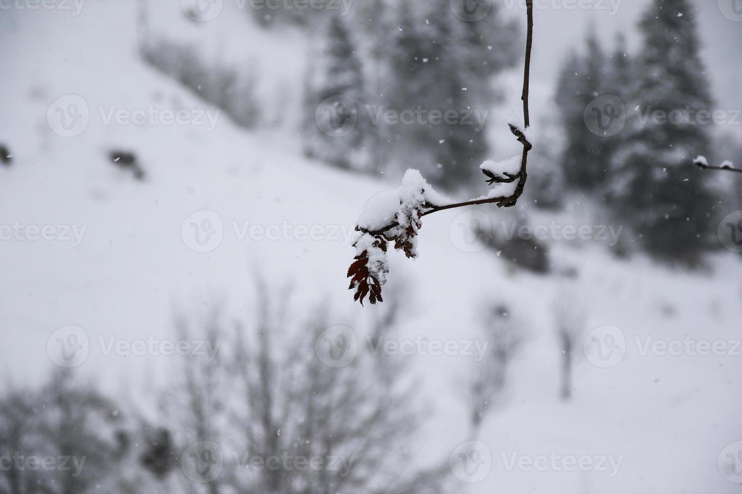 paisagem de inverno nos alpes austríacos foto