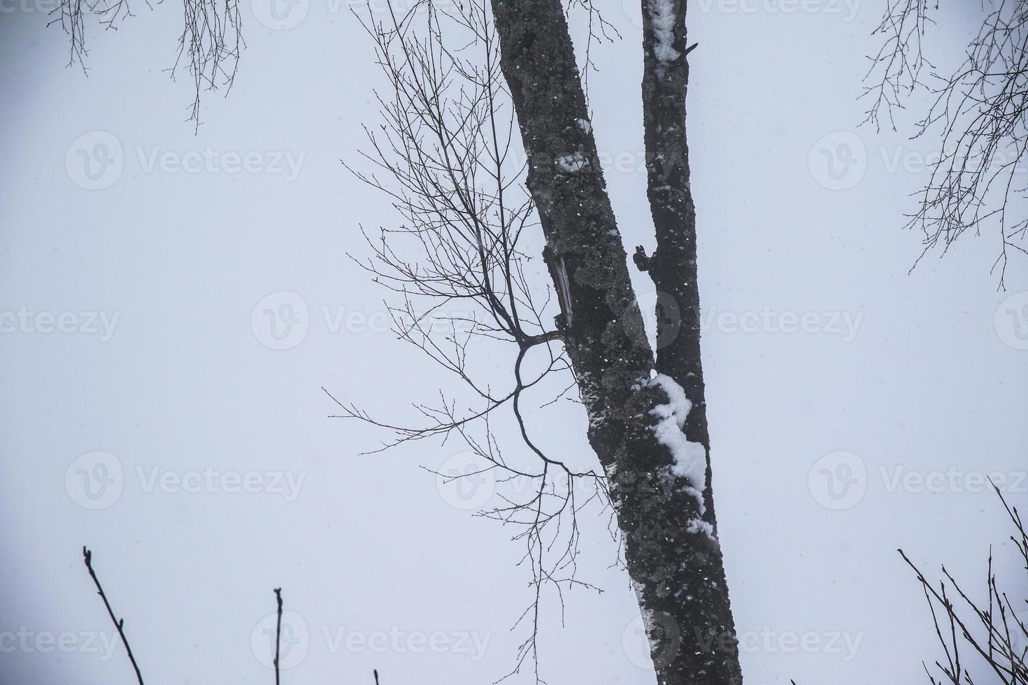 paisagem de inverno nos alpes austríacos foto