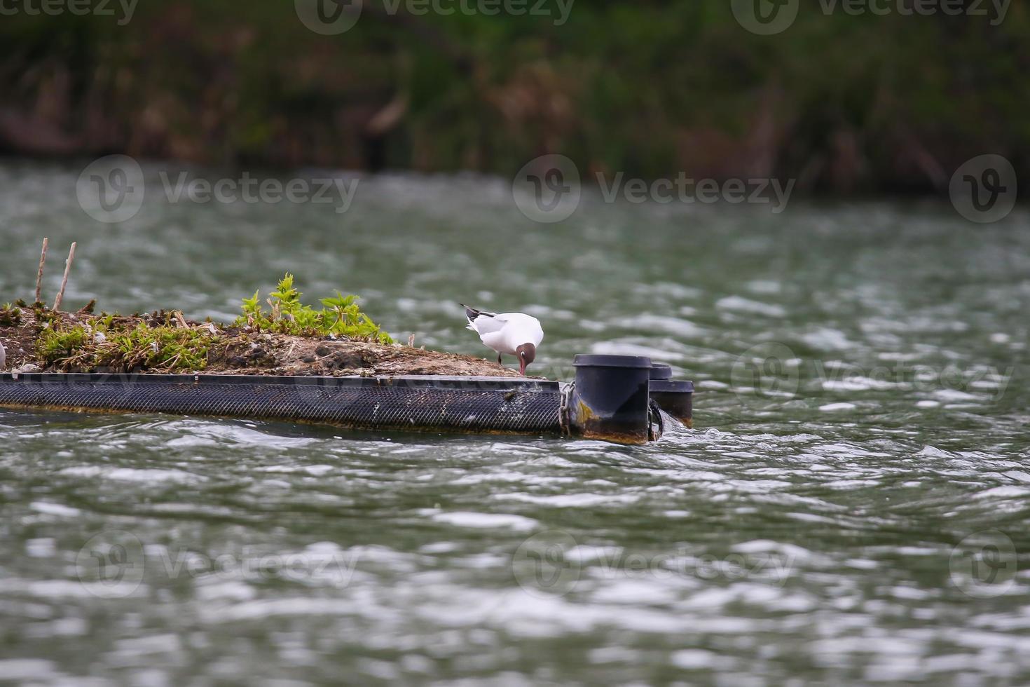 uma gaivota comendo peixe no rio Danúbio foto