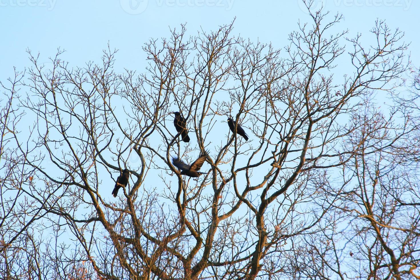 grupo de corvos sentado em uma árvore foto