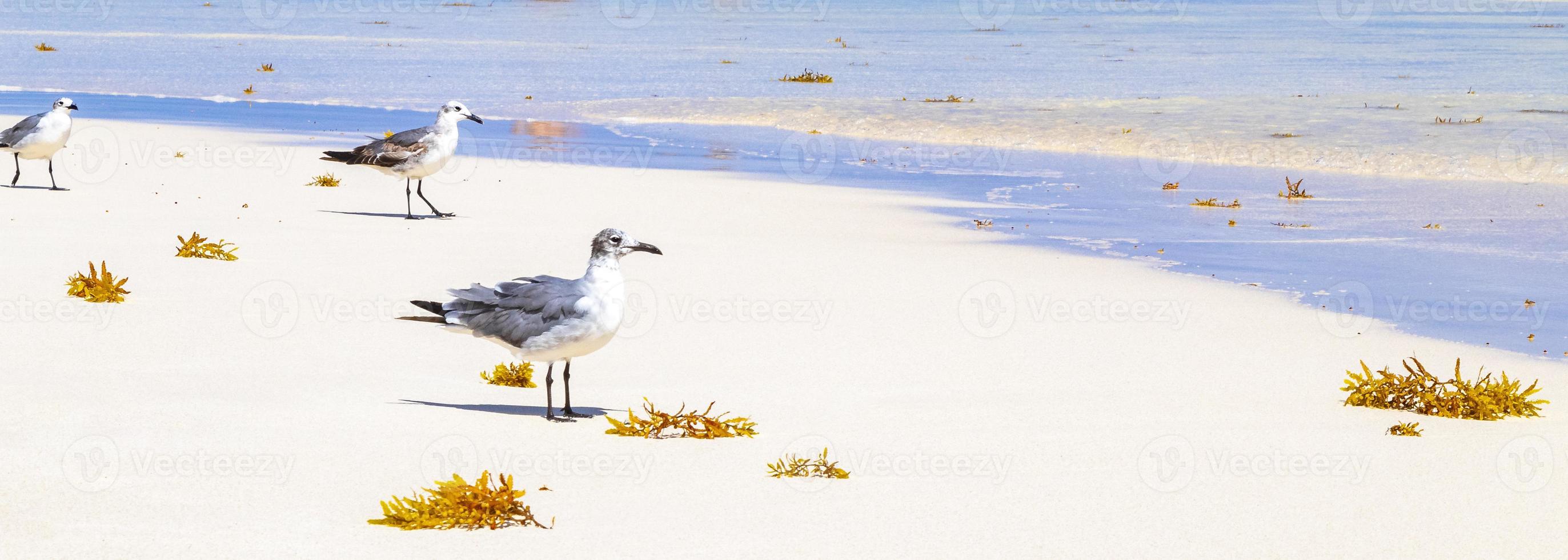 gaivota gaivotas andando na areia da praia playa del carmen méxico. foto