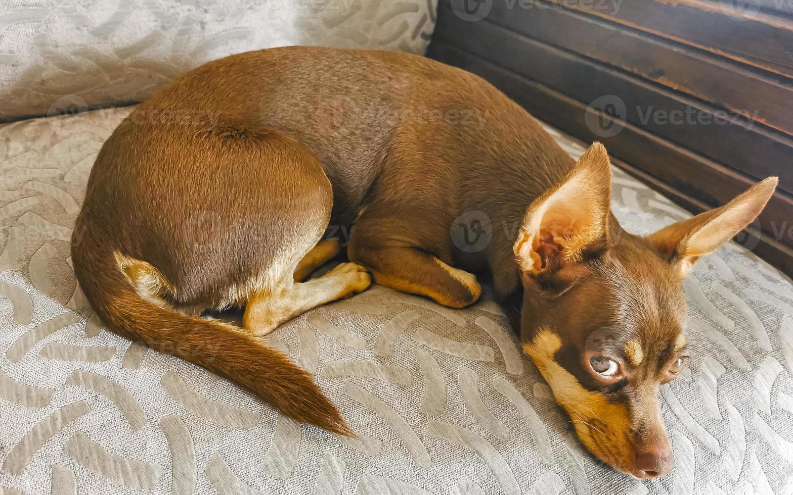 retrato de cachorro terrier de brinquedo russo enquanto está cansado e dorme no méxico. foto