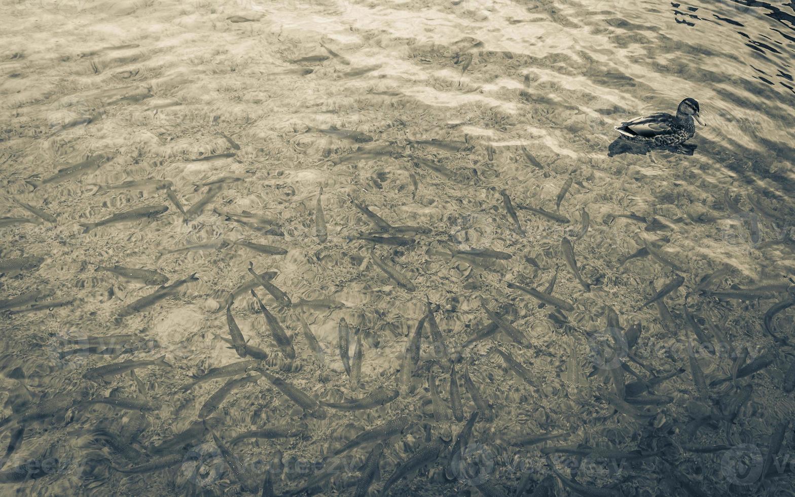 animais patos peixes turquesa água lagos plitvice parque nacional croatia. foto