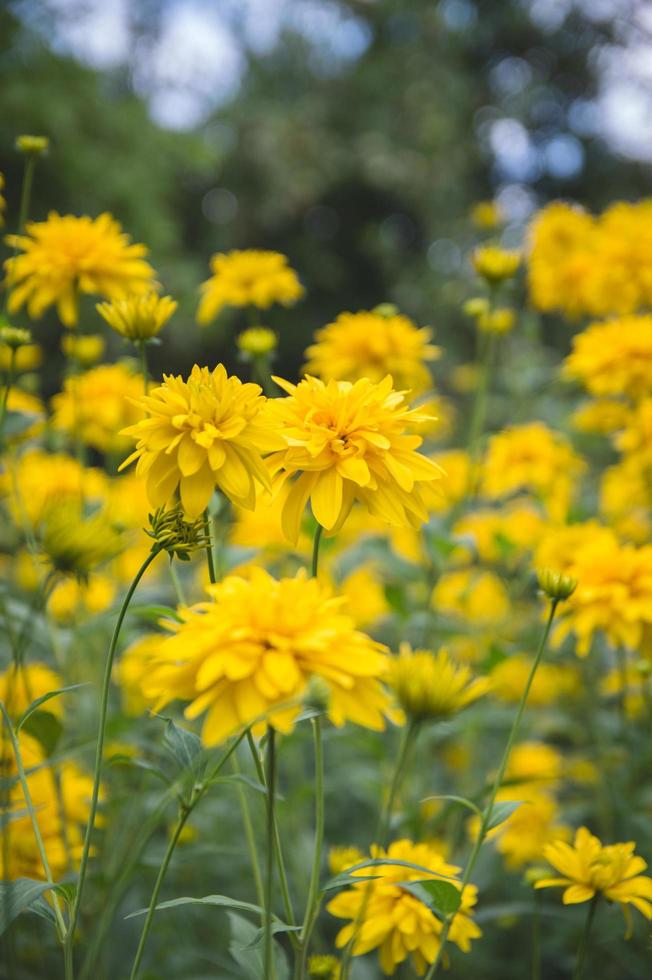 flores amarelas no verão foto