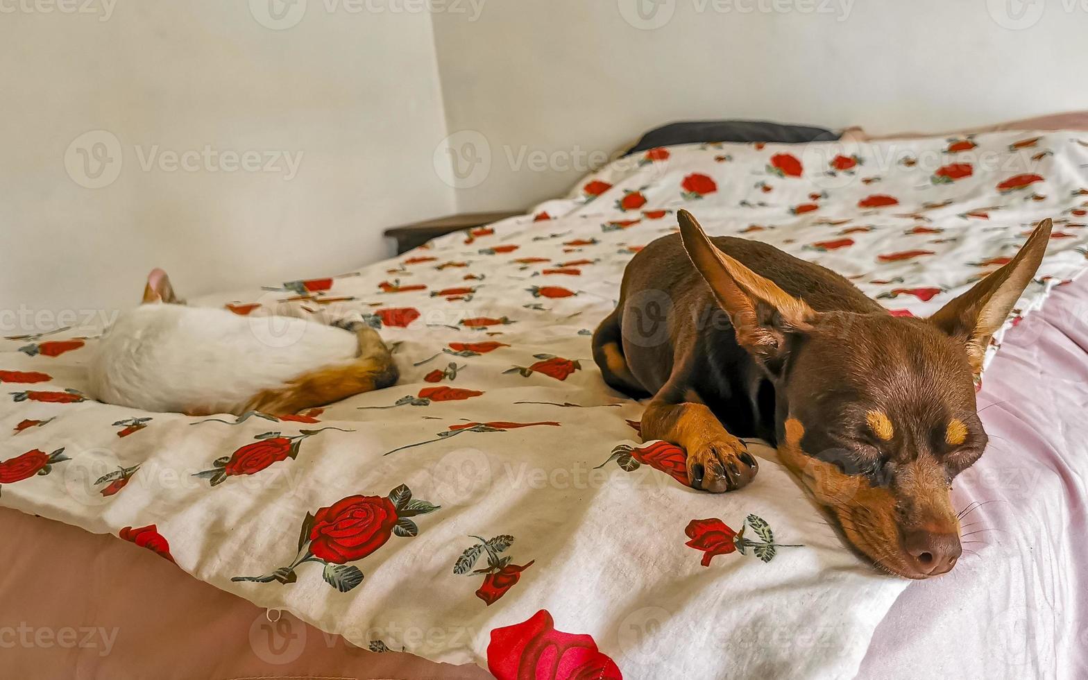 gato branco e cachorro marrom descansam no sofá do sofá. foto