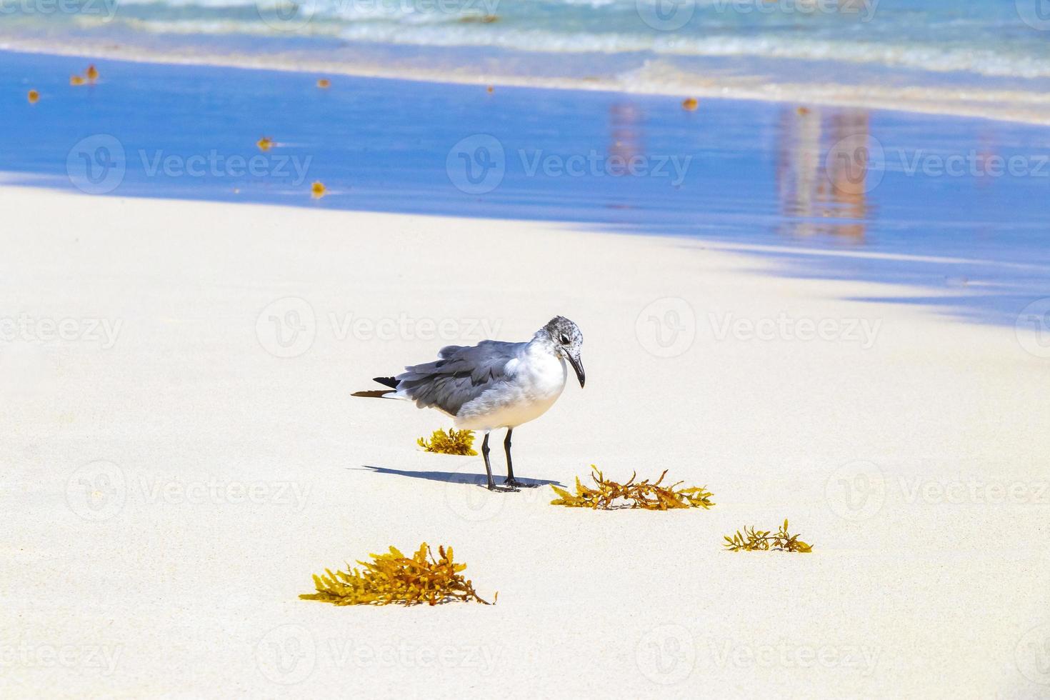 gaivota gaivotas andando na areia da praia playa del carmen méxico. foto
