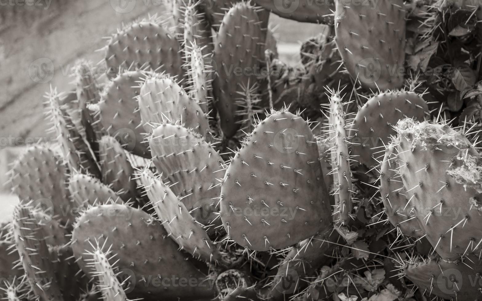 planta de cacto lindo verde com grandes espinhos na Croácia. foto