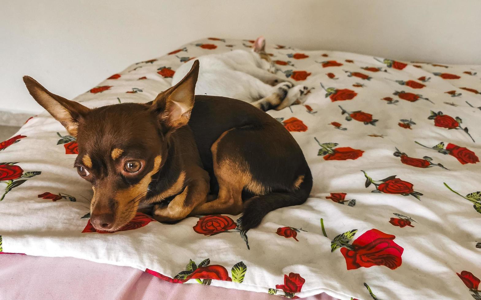 retrato de cachorro terrier de brinquedo russo enquanto está cansado e dorme no méxico. foto