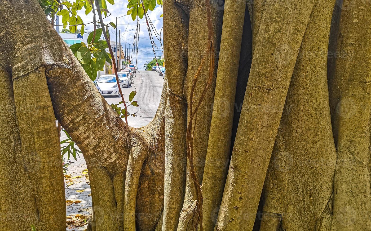 enorme linda ficus maxima figueira playa del carmen méxico. foto