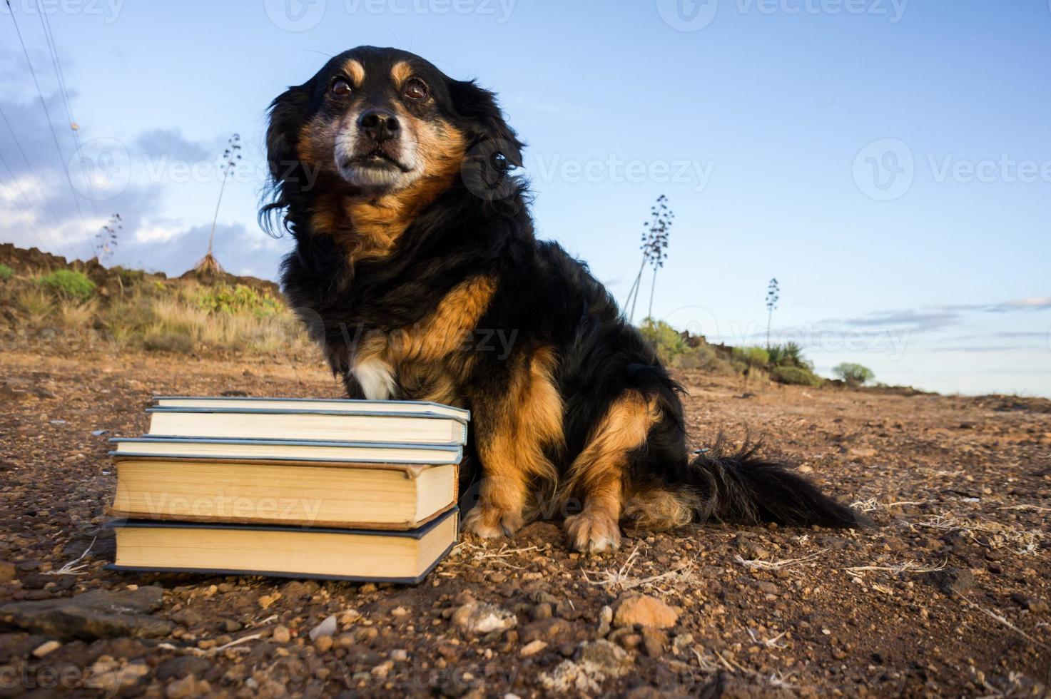 cão e livros foto