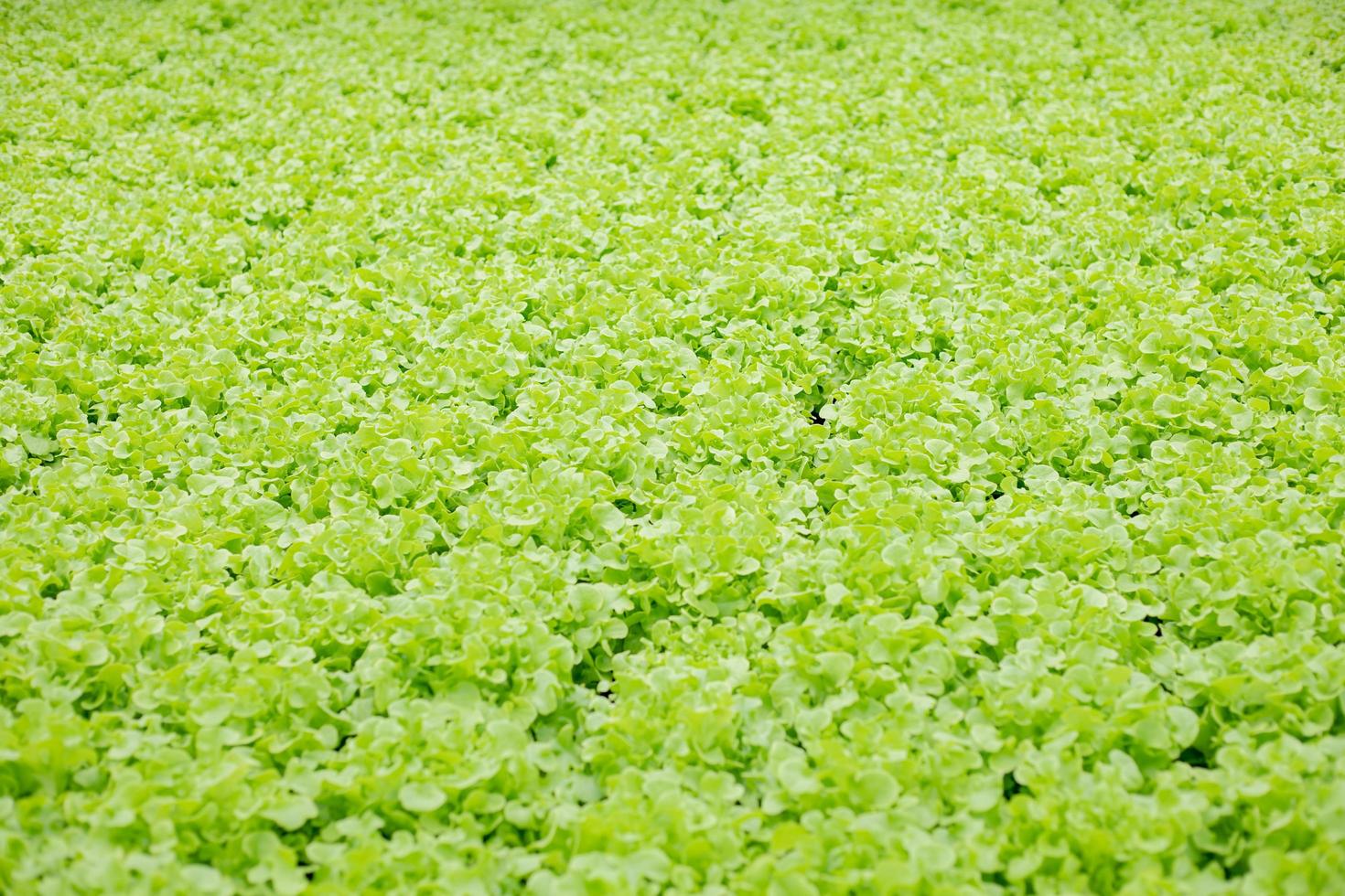 hidropônica de fazenda de alface em cultivo protegido. foto