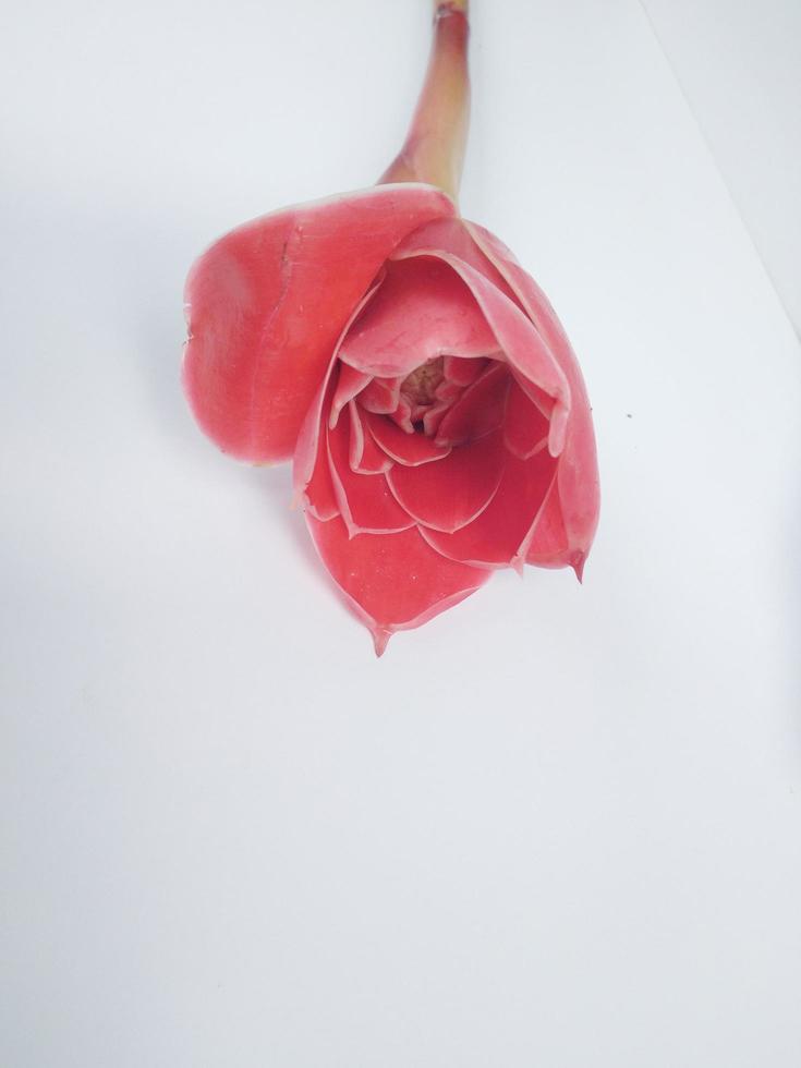 rosa rosa isolado no fundo branco foto