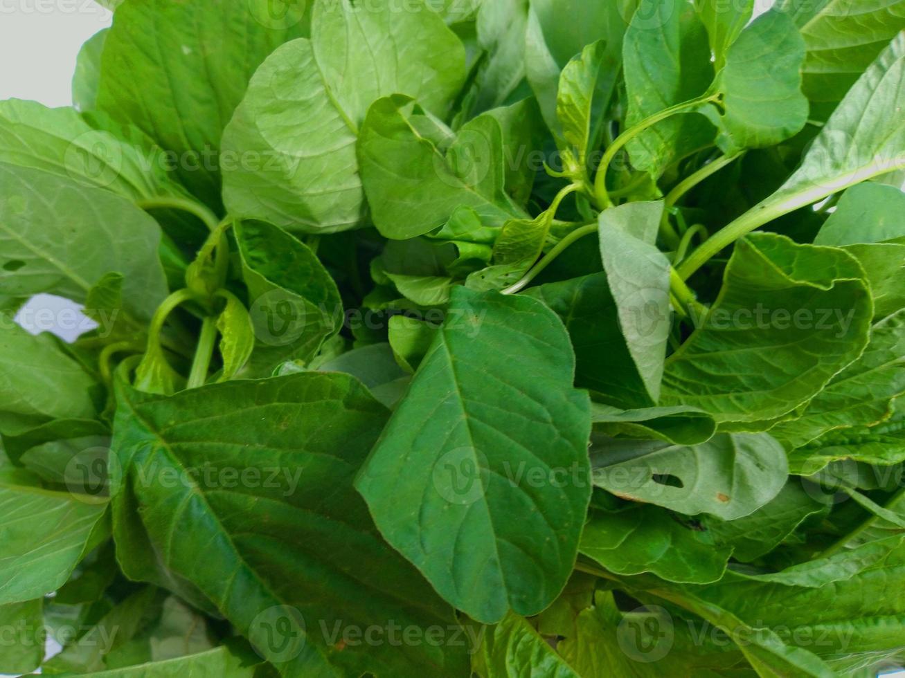 vegetais de espinafre isolados no fundo branco foto